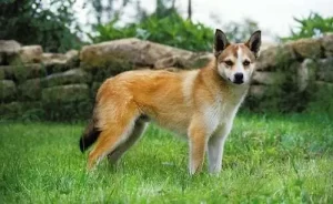 Top 13 Rarest Dogs Breeds in the World For 2024