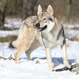 Top 13 Rarest Dogs Breeds in the World For 2024