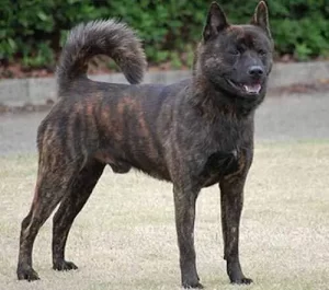 Top 13 Rarest Dogs Breeds in the World For 2024