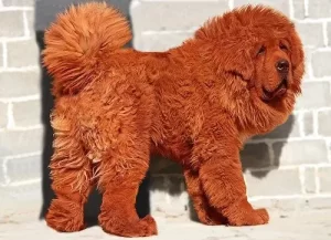 Top 10 Most Expensive Dog Breeds For 2024