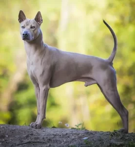 Top 13 Rarest Dogs Breeds in the World For 2024