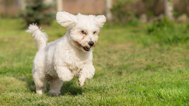 Top 13 Rarest Dogs Breeds in the World For 2024