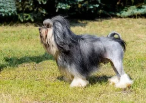 Top 10 Most Expensive Dog Breeds For 2024