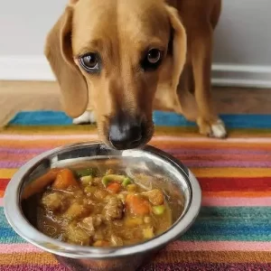 Easy Diabetic Dog Stew Recipe: Healthy & Vet-Approved