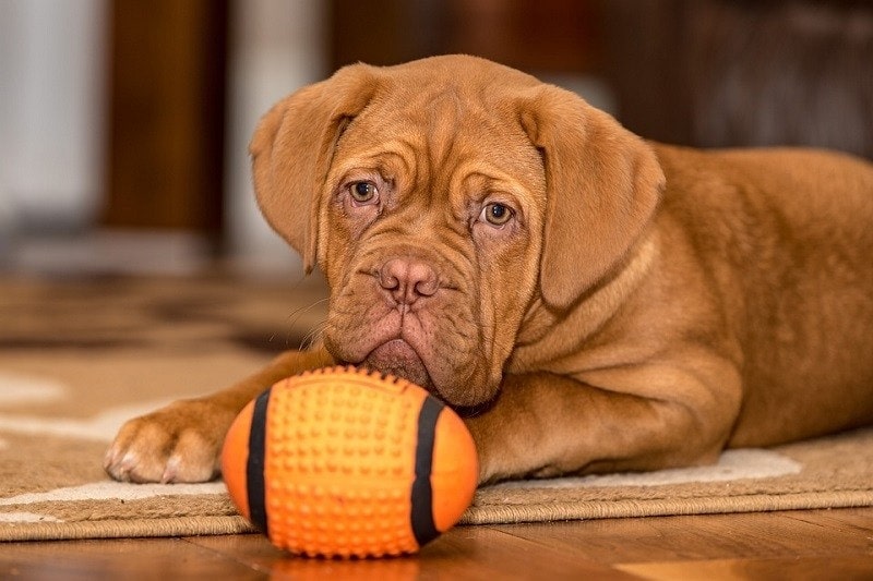 Top 10 Dog Breeds With The Shortest Lifespans