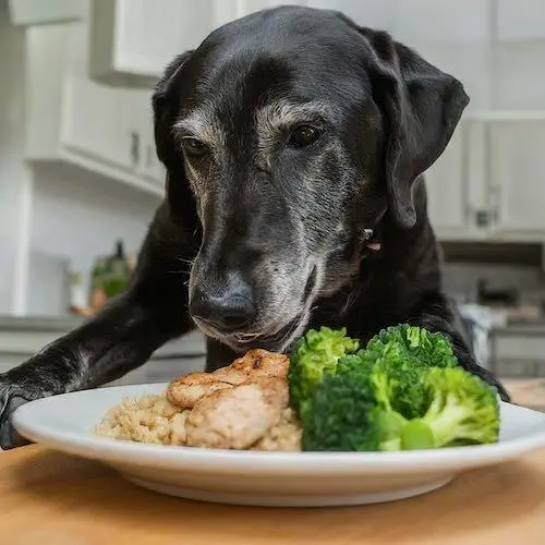 The Best Diet for Senior Labrador Retrievers: Nourishing Your Aging Companion