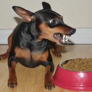 Miniature Pinscher Food Aggression: Causes, Signs, and Safe Training Methods