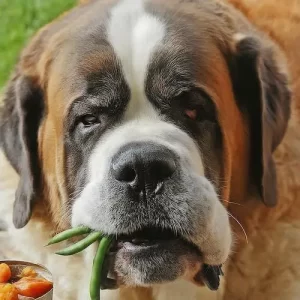 The Best Diet for Senior Saint Bernards: Nourishing Your Aging Gentle Giant