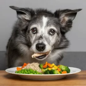 The Best Diet for Senior Border Collies: Supporting Your Aging Companion Introduction