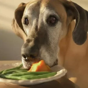 The Best Diet for Senior Great Danes: Supporting Your Senior Gentle Giant’s Health