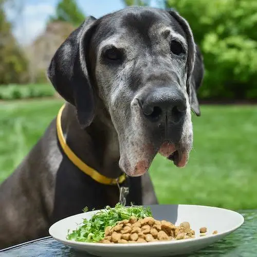 The Best Diet for Senior Great Danes: Supporting Your Senior Gentle Giant’s Health