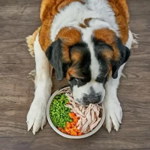 The Best Diet for Senior Saint Bernards: Nourishing Your Aging Gentle Giant