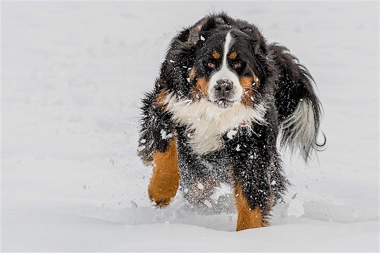 Top 10 Dogs With The Longest Lifespans in the World