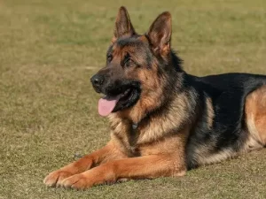 The 10 Best Guard Dogs for 2024