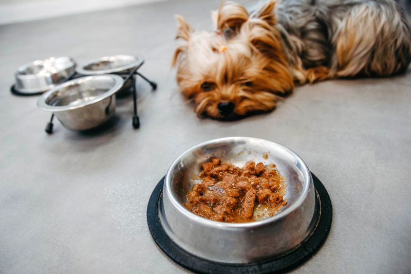 Top 10 Worst Dog Food Brands For 2024