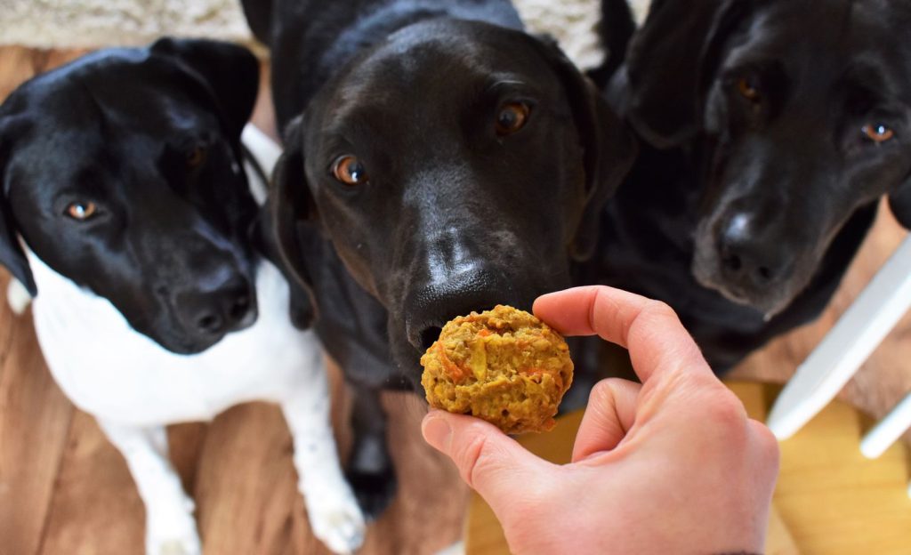 Homemade Dog Food and Treat Recipes