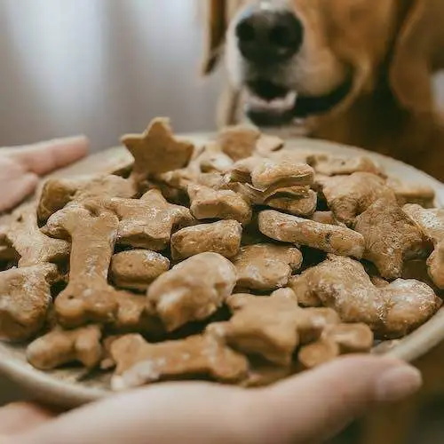 Woofs Dog Treat: The 3-Minute Dog Treat That Will Change Your Pup’s World